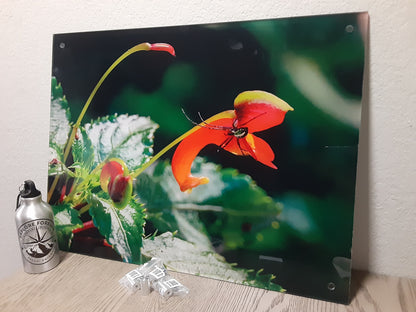 Impatiens Kilimanjari w/ Spider inside: Direct Print on Acrylic 18 x 24 Sign (Gloss)